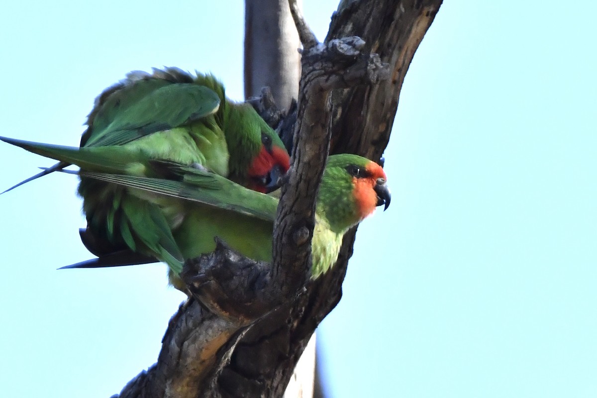 ヒメジャコウインコ - ML602207841