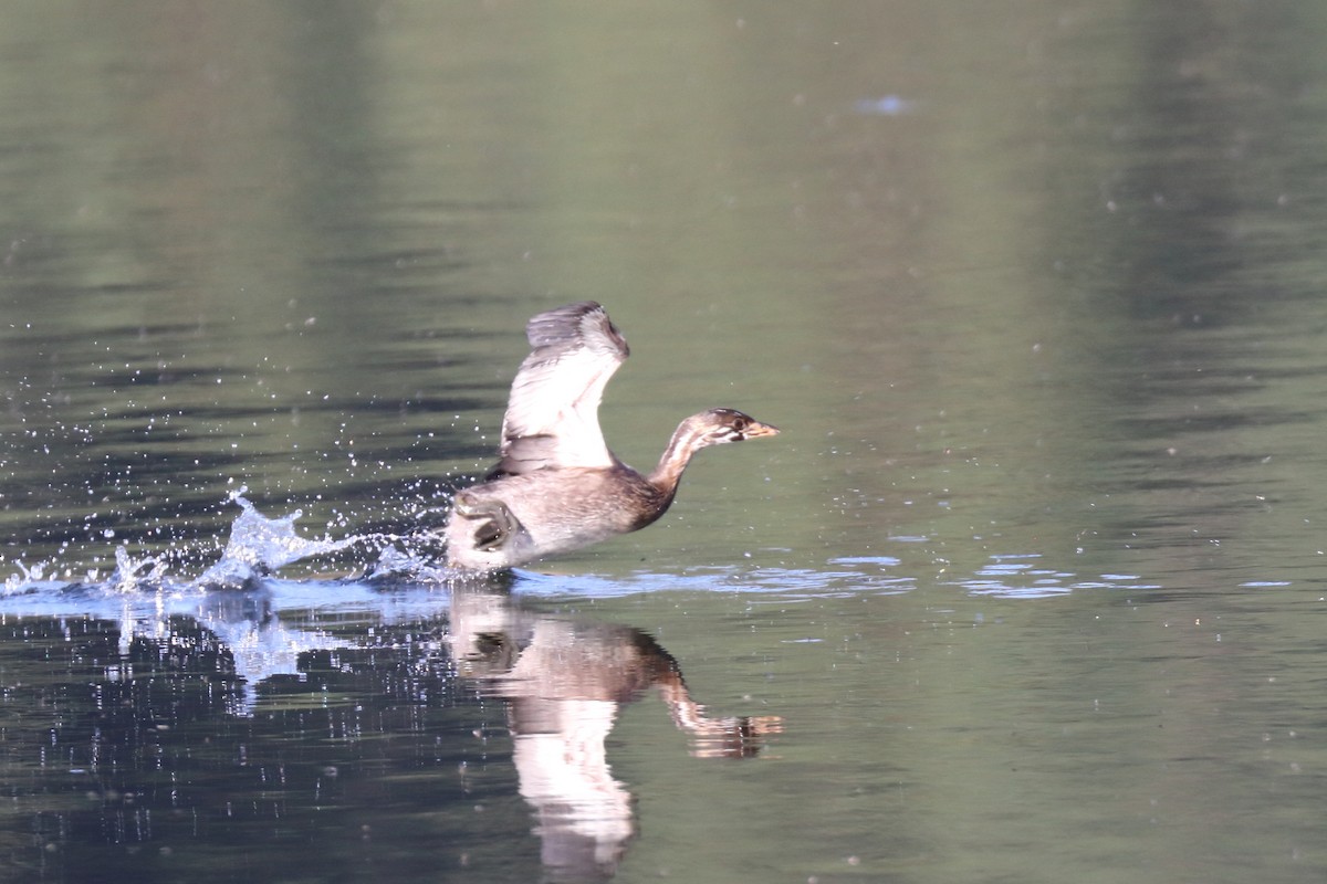 Bindentaucher - ML602207921