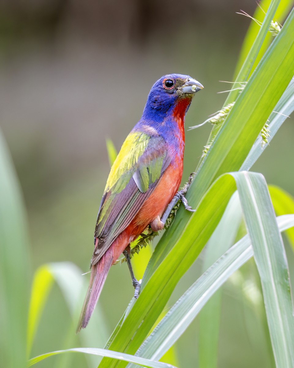 ゴシキノジコ - ML602208311