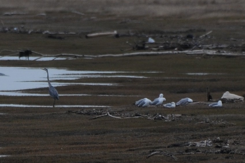 Great Blue Heron - ML60220861