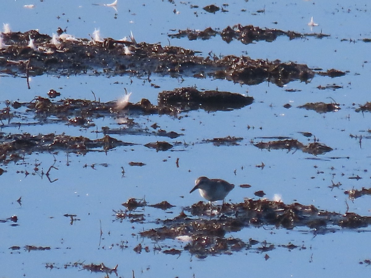 Semipalmated Sandpiper - Eric Ongman