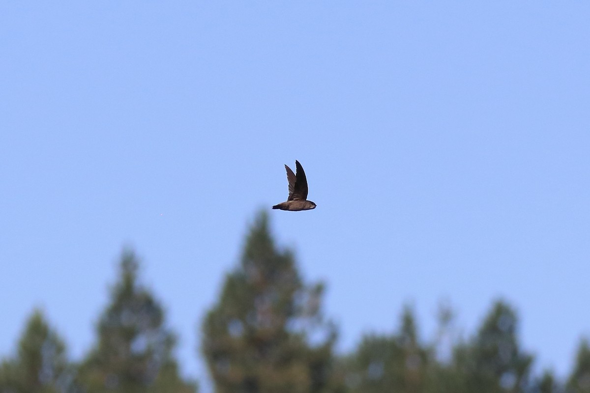 Graubauchsegler - ML602209901