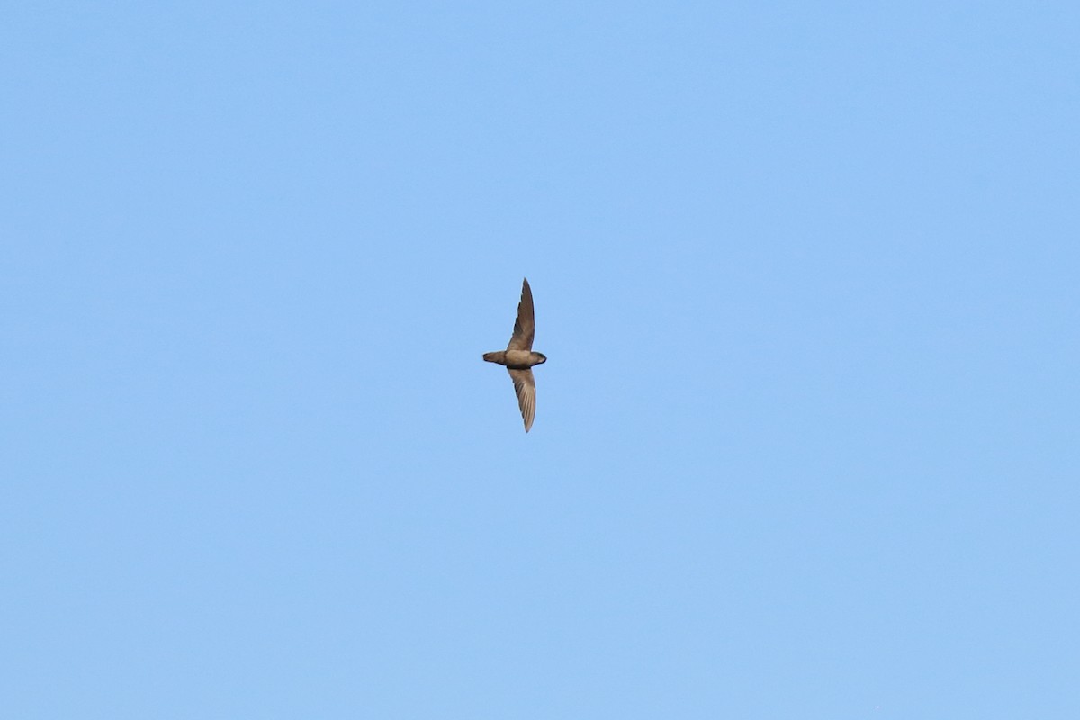 Graubauchsegler - ML602209921