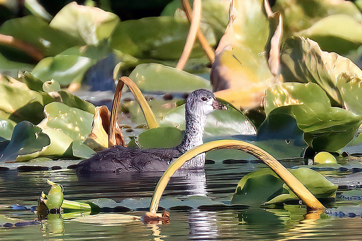 American Coot - Dave Kreft