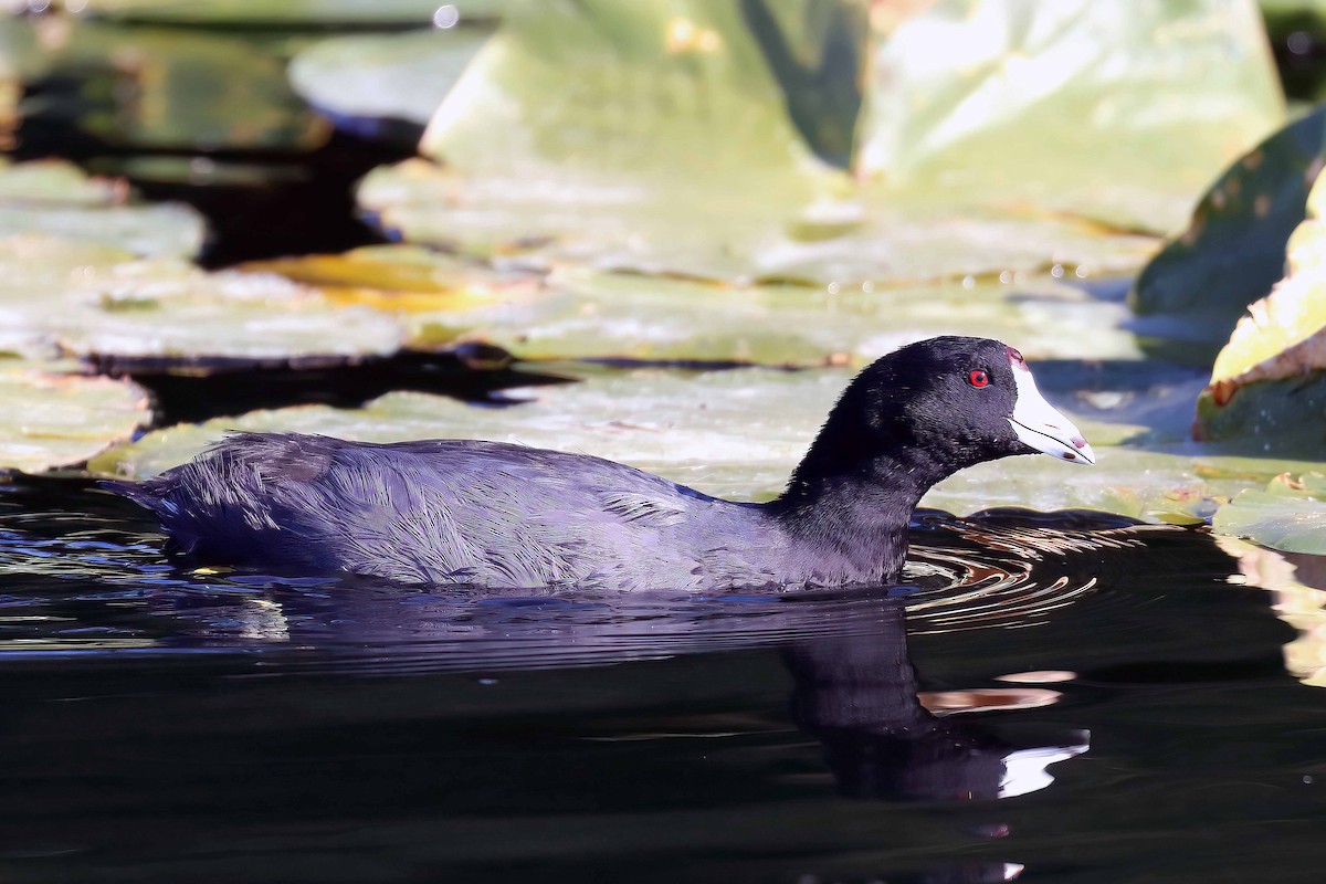 American Coot - Dave Kreft