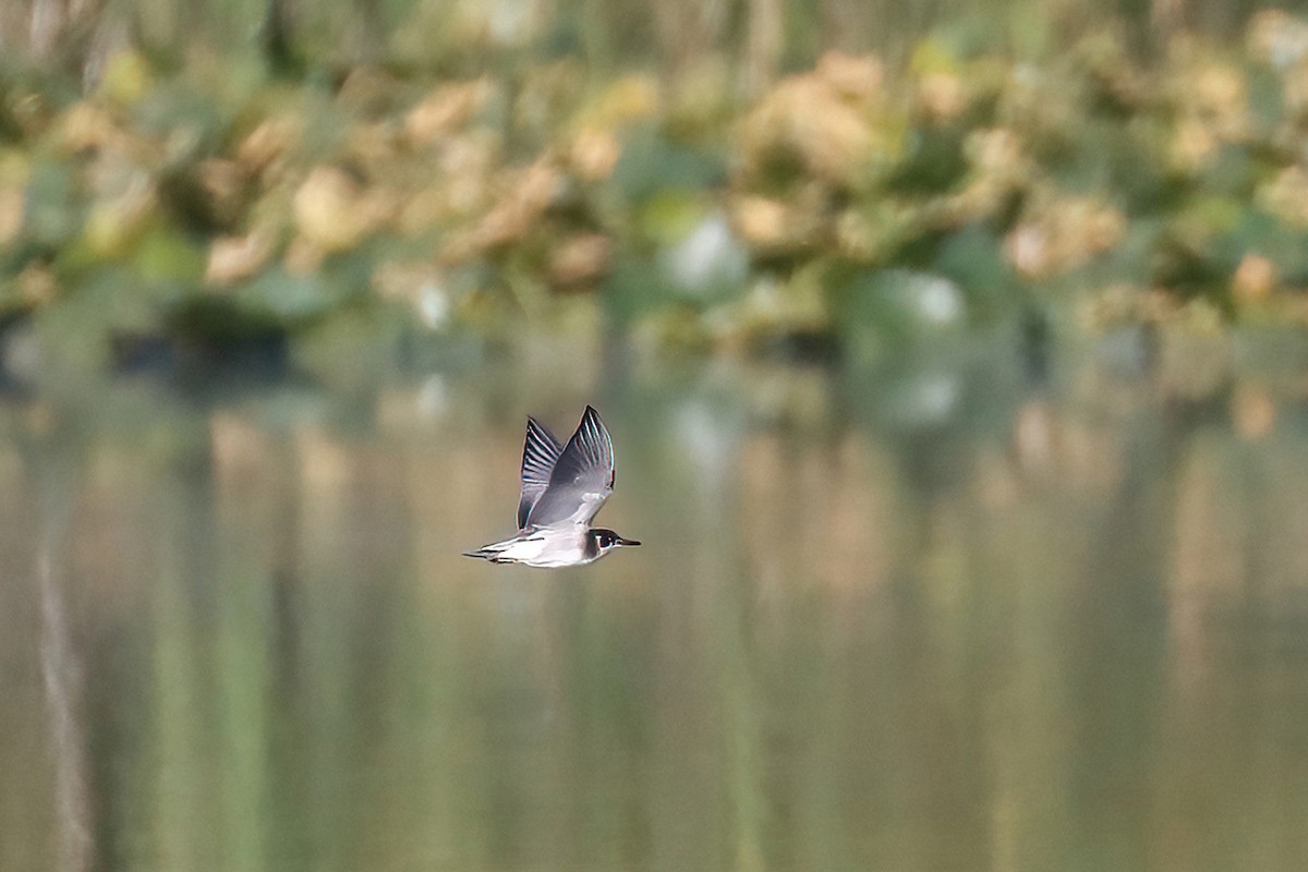 Trauerseeschwalbe - ML602210781