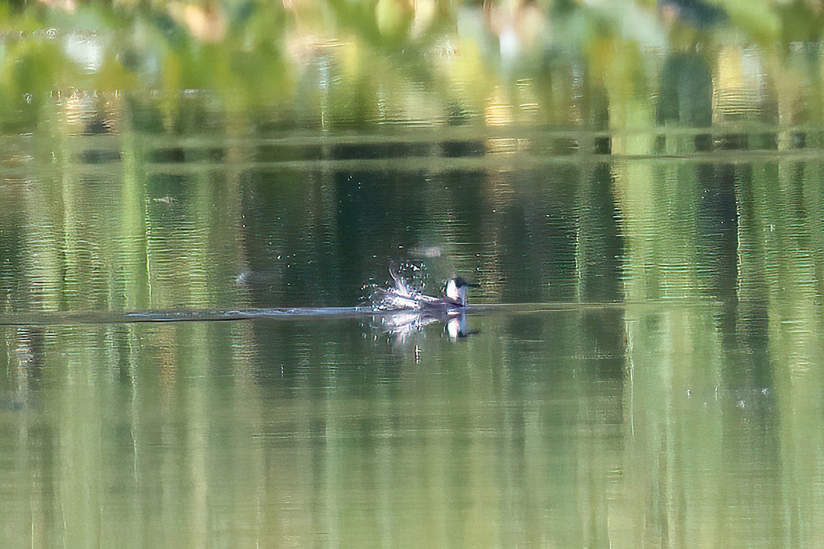 Trauerseeschwalbe - ML602210791