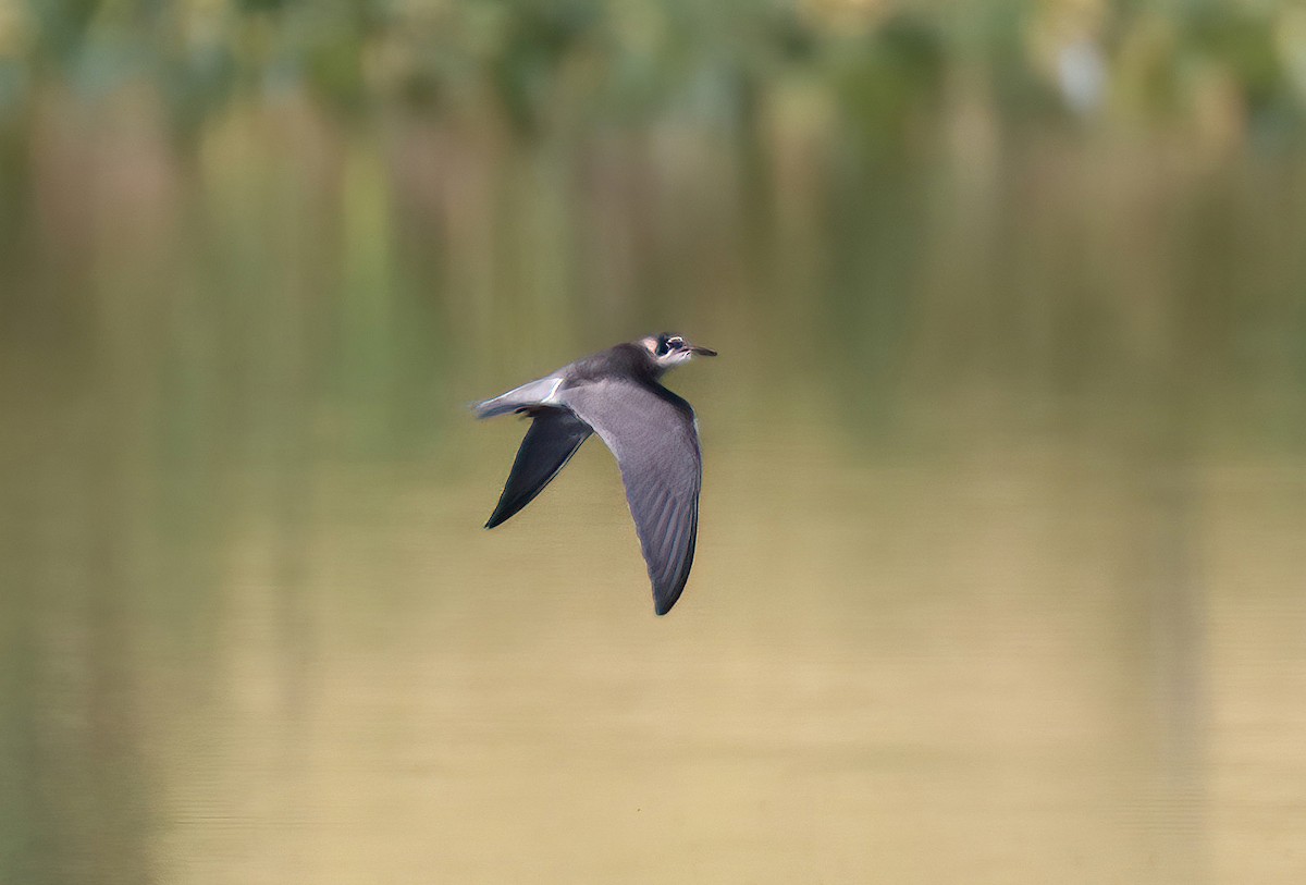 Trauerseeschwalbe - ML602210811