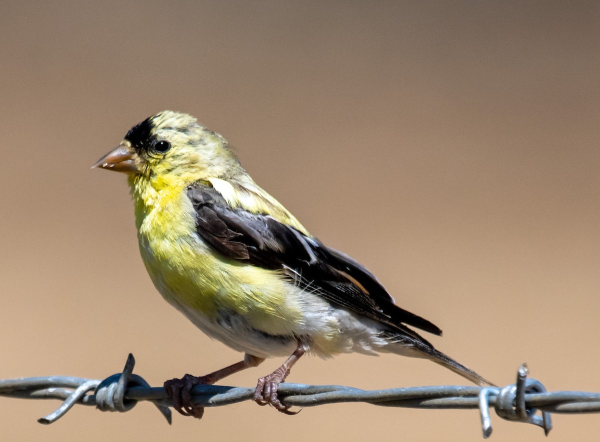 American Goldfinch - ML602211251