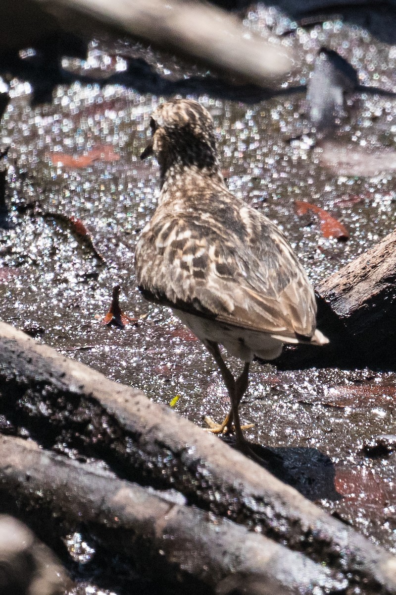 Least Sandpiper - Ajay Rampersad