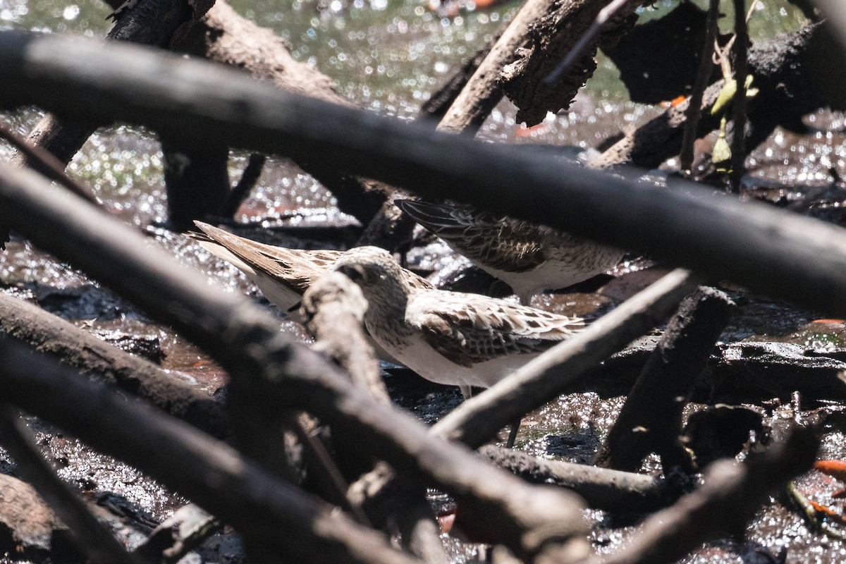 Semipalmated Sandpiper - Ajay Rampersad