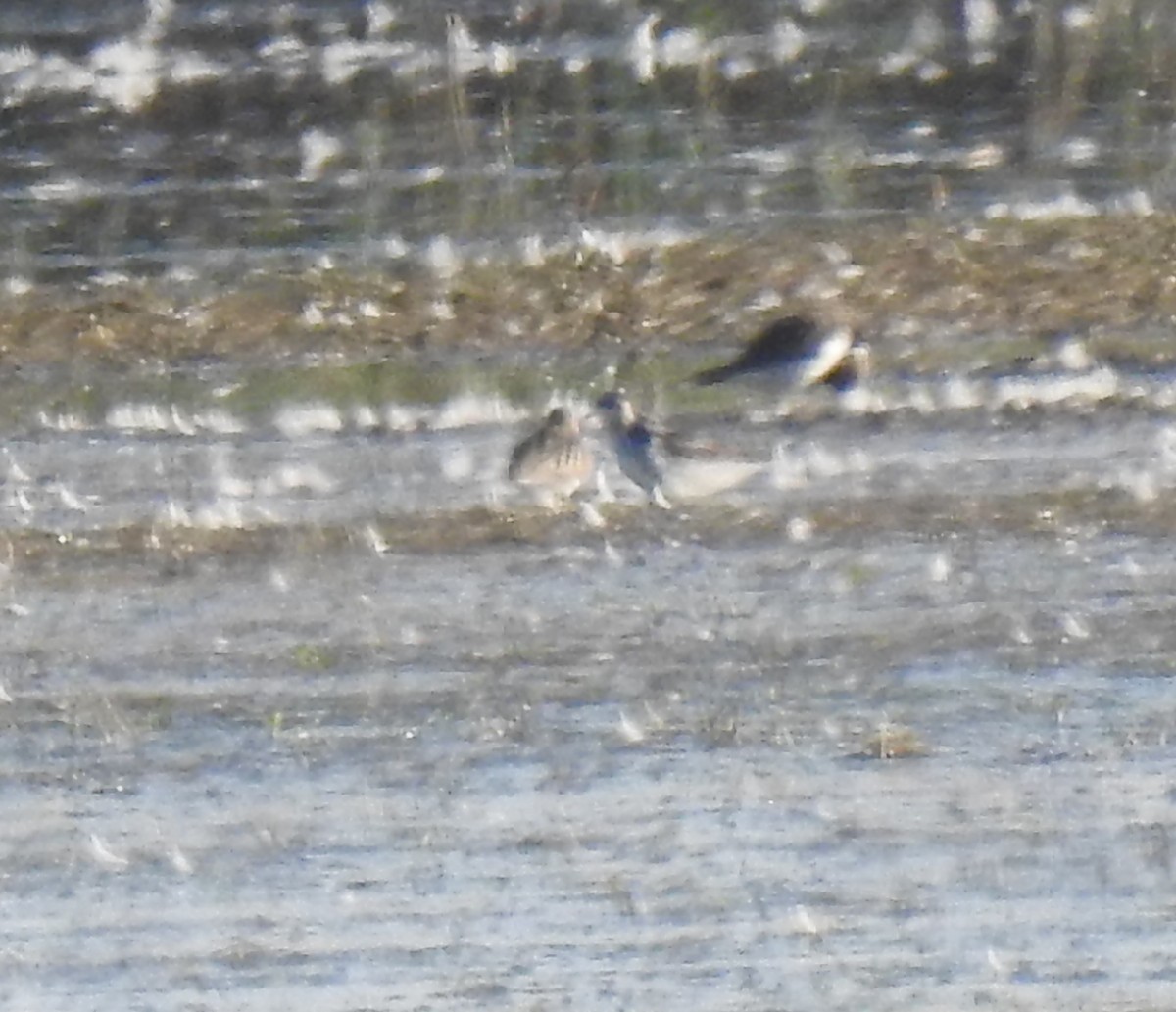 Red-necked Phalarope - ML602212841