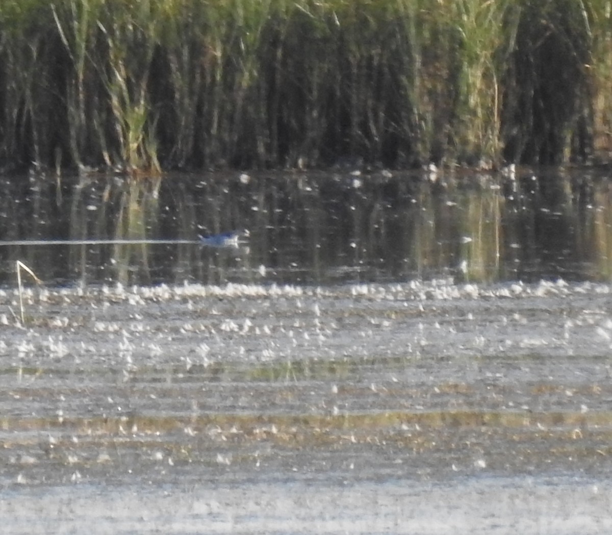 Red-necked Phalarope - ML602212851