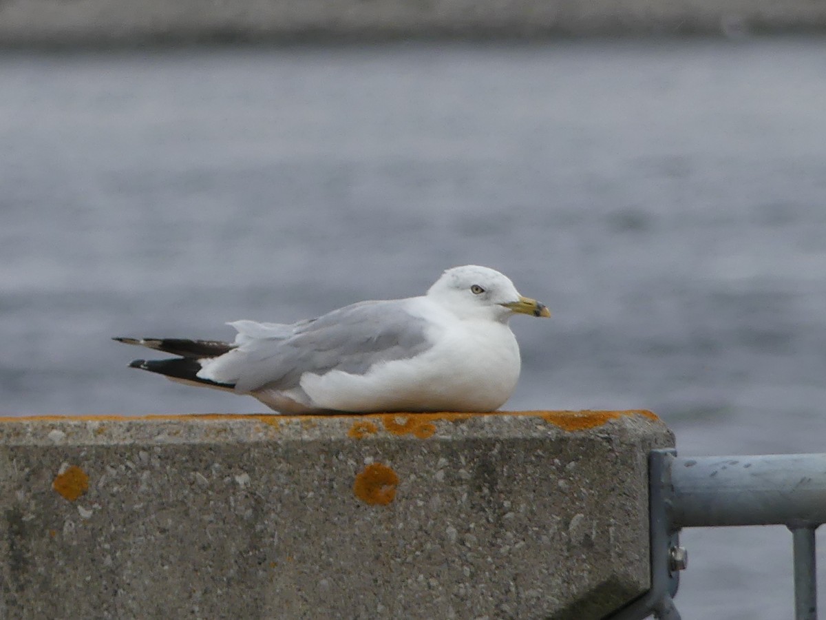 Ring-billed Gull - ML602213231