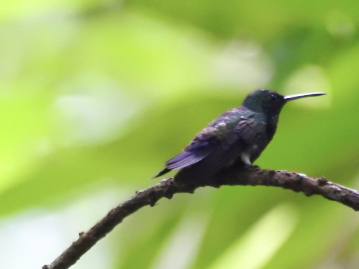 Blue-vented Hummingbird - Usha Tatini