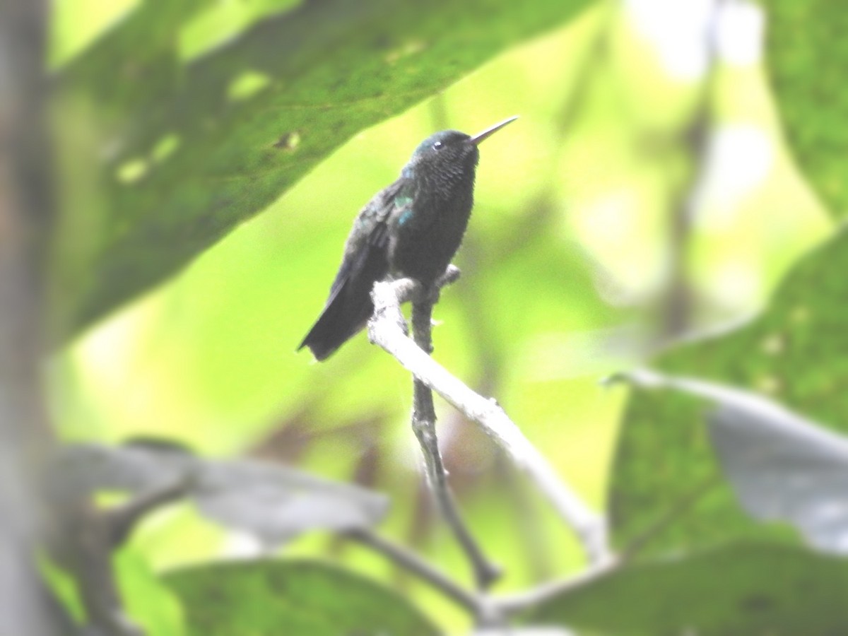 Blue-vented Hummingbird - ML602213751