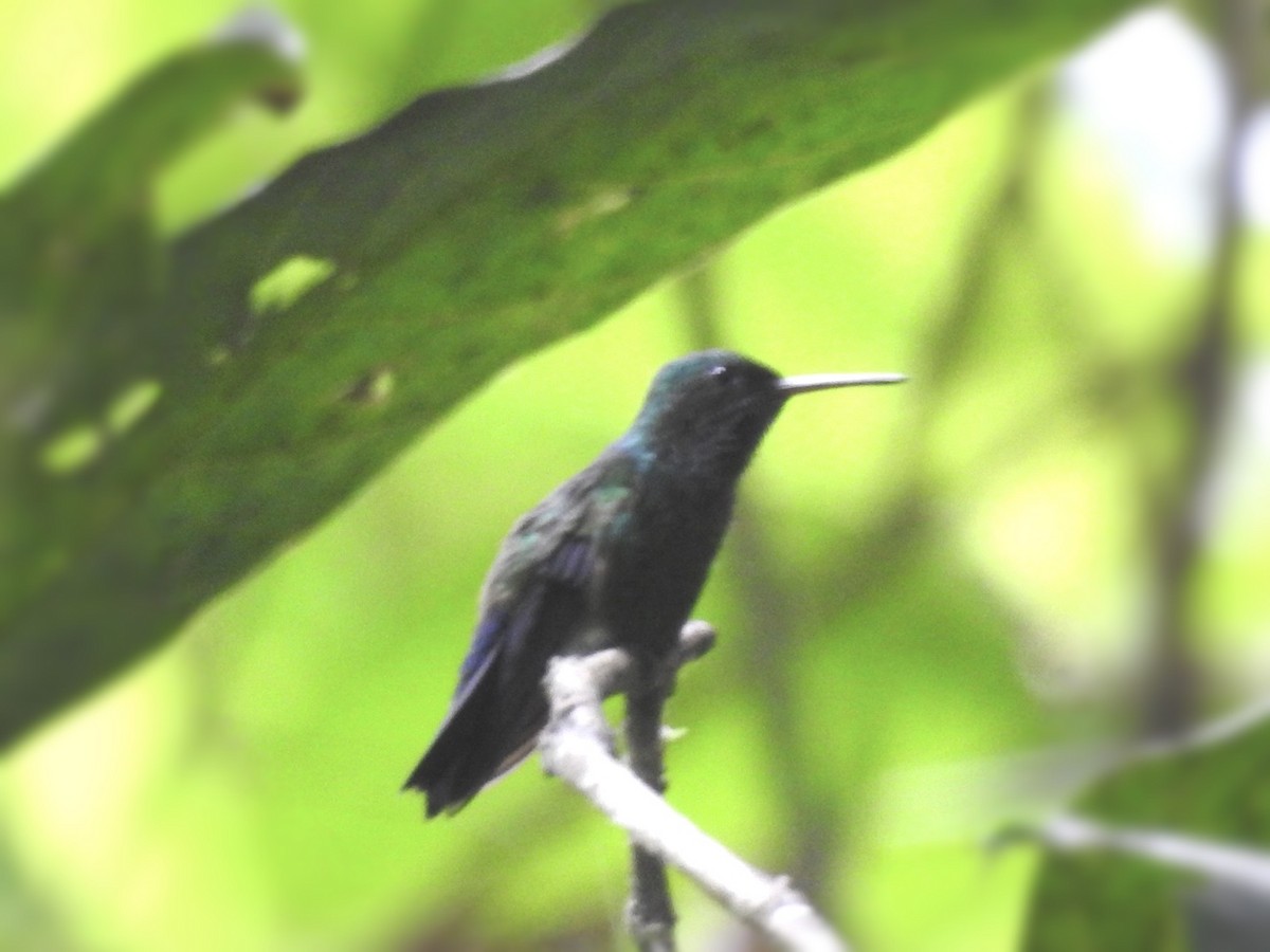 Blue-vented Hummingbird - ML602213761