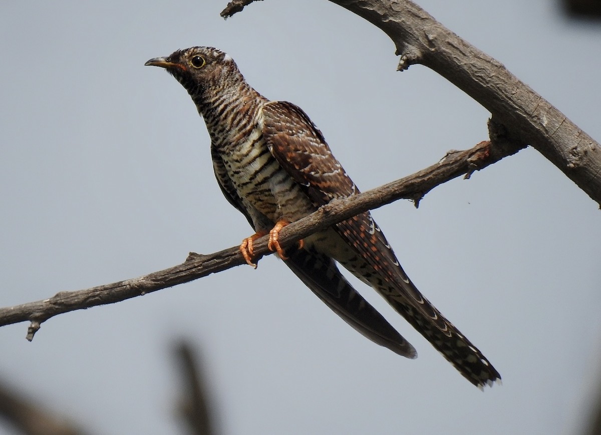 Common Cuckoo - ML602214071