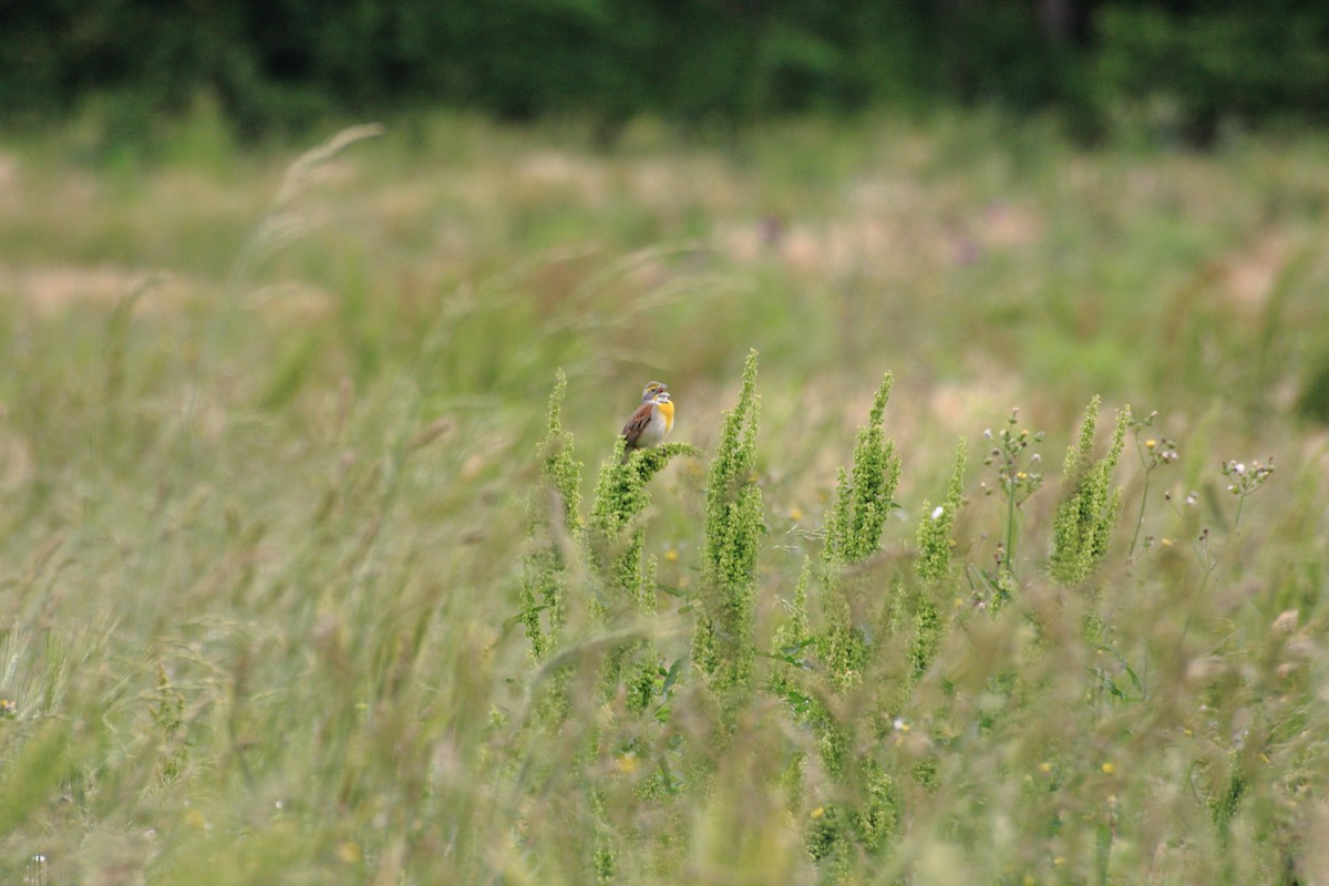 Dickcissel - Nathan Tea