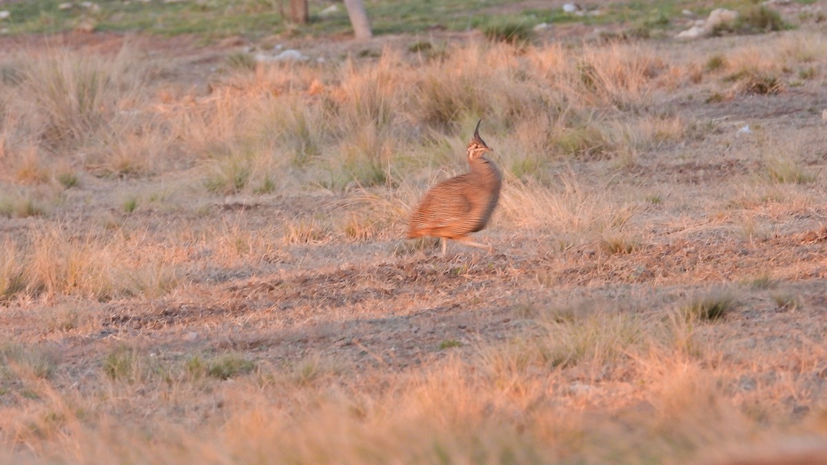 Elegant Crested-Tinamou - ML602215141