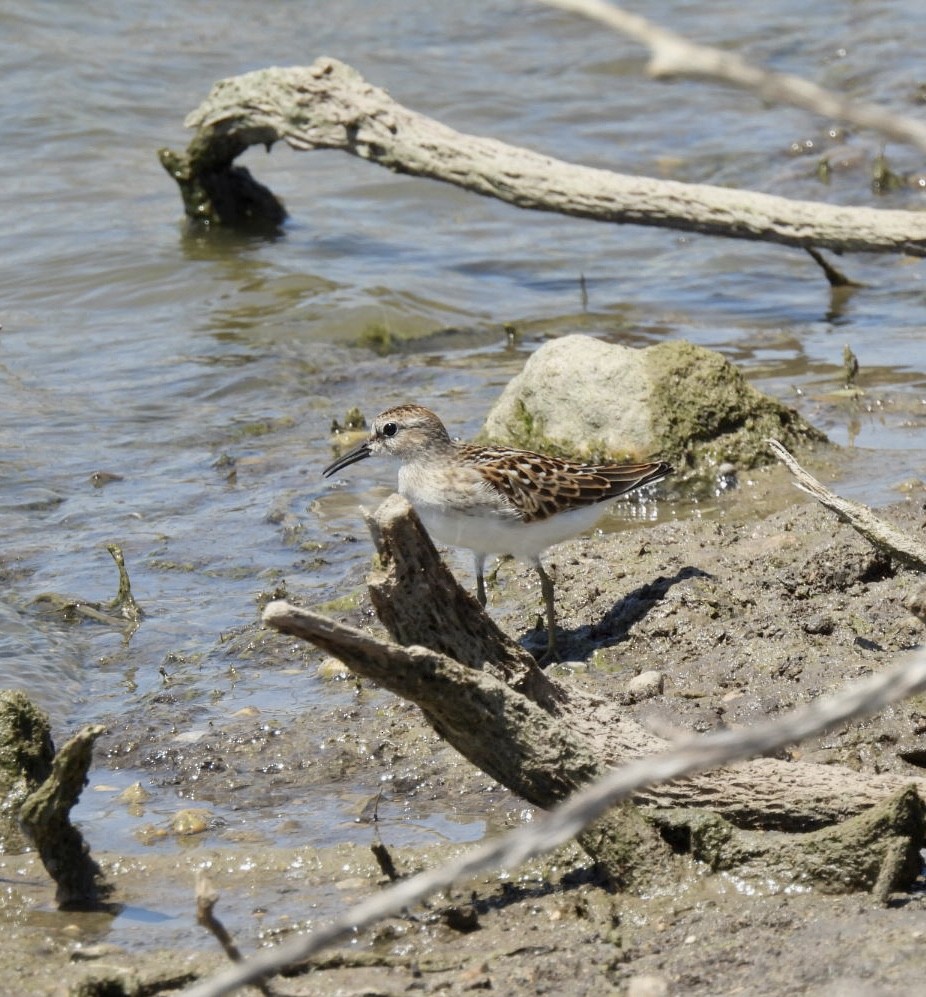 Least Sandpiper - ML602215271