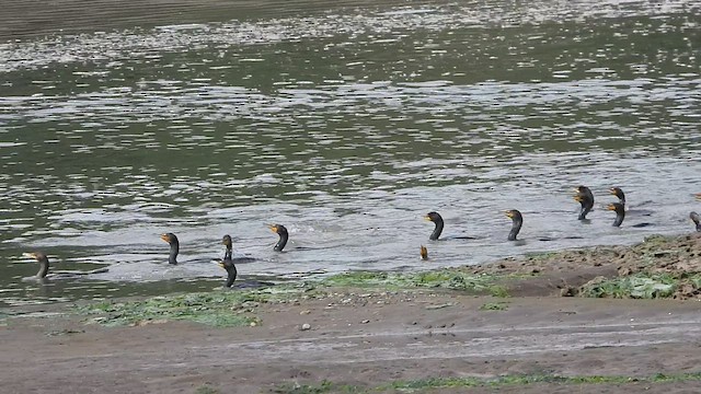 Double-crested Cormorant - ML602215481