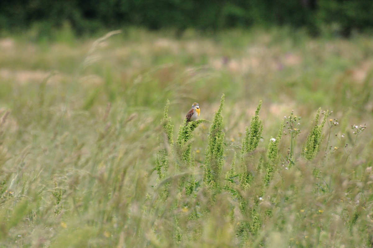 Dickcissel - ML60221571