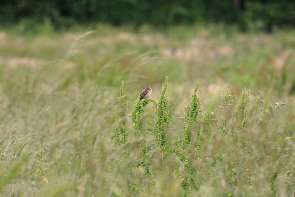 Dickcissel - ML60221591