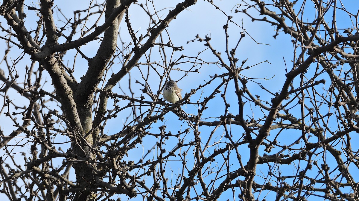 Yellow-billed Tit-Tyrant - ML602216391