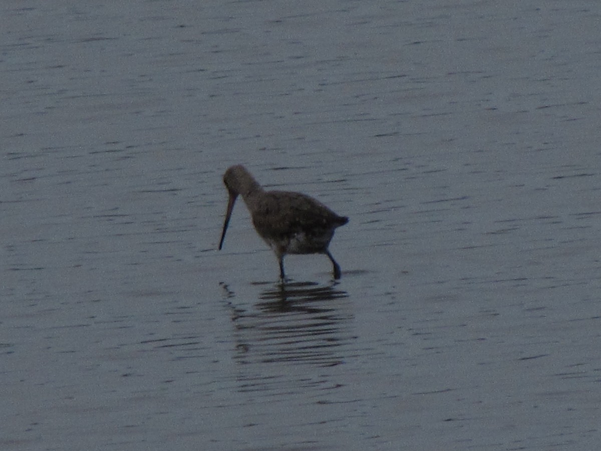 Hudsonian Godwit - Howard Youth