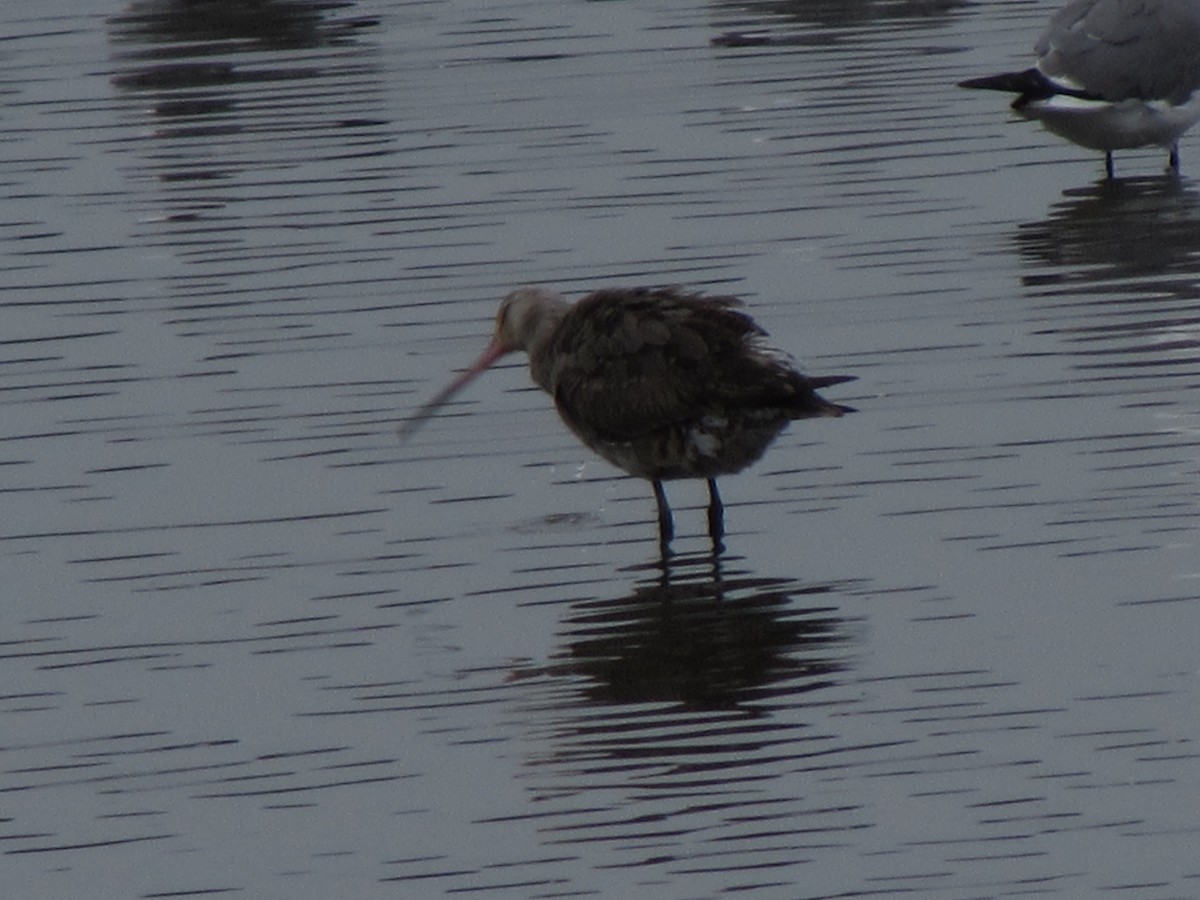 Hudsonian Godwit - ML602218081