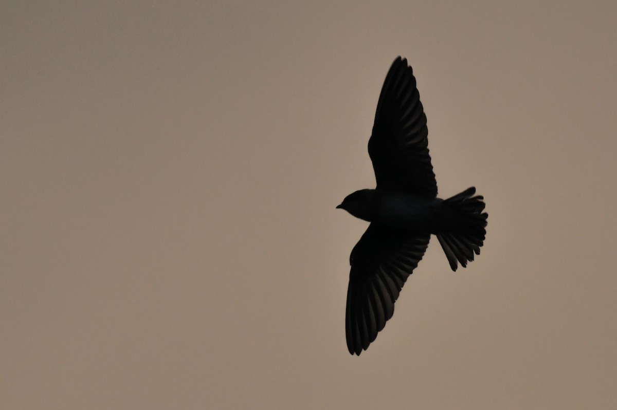 Cave Swallow - ML602218211