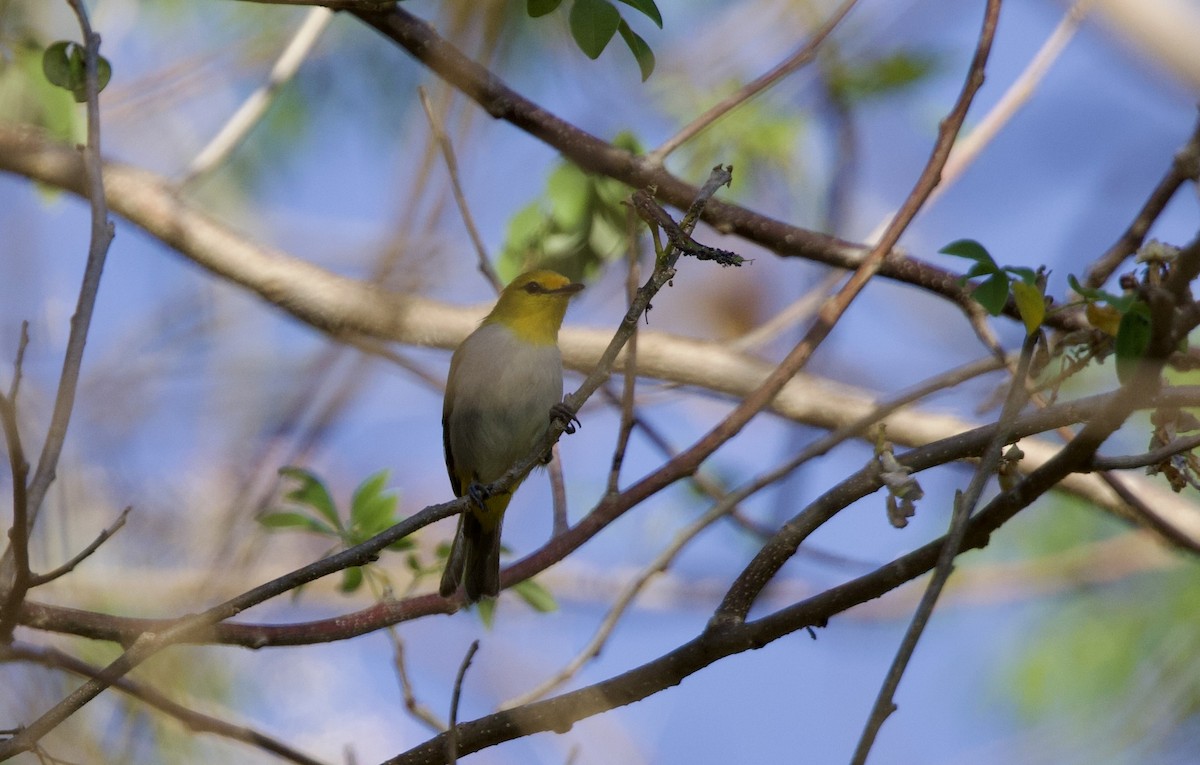 Yellow-spectacled White-eye - John Bruin