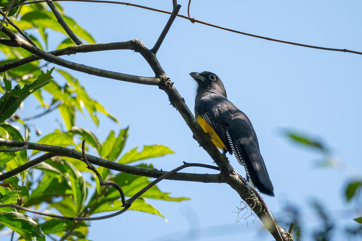 Trogon à queue blanche - ML602219191