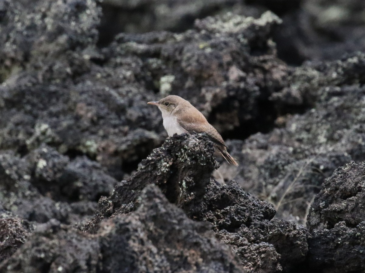 Rock Wren - ML602221711