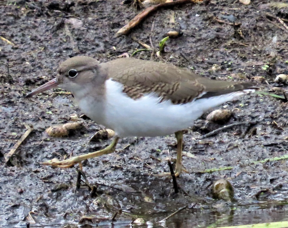 Spotted Sandpiper - ML602222591