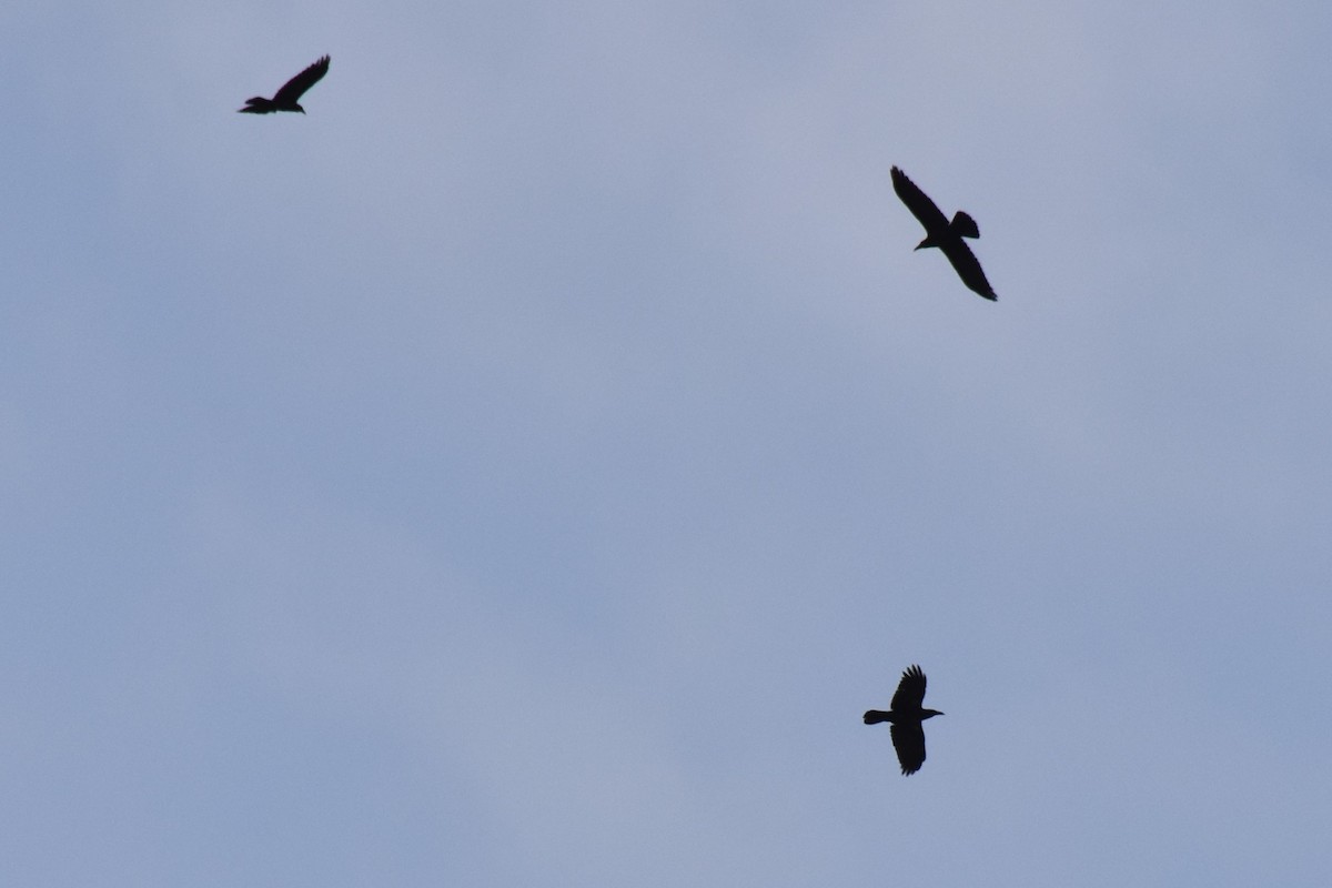 Brown-necked Raven - Christoph Randler