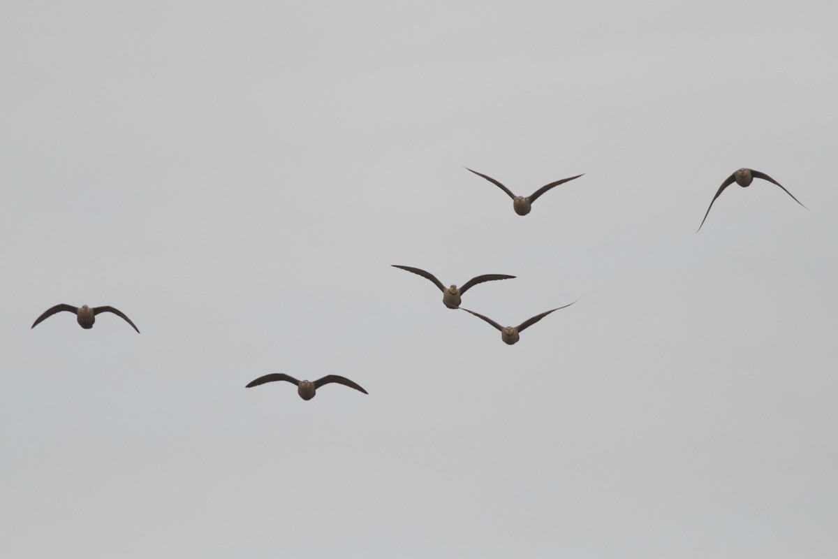 Yellow-throated Sandgrouse - ML602223611