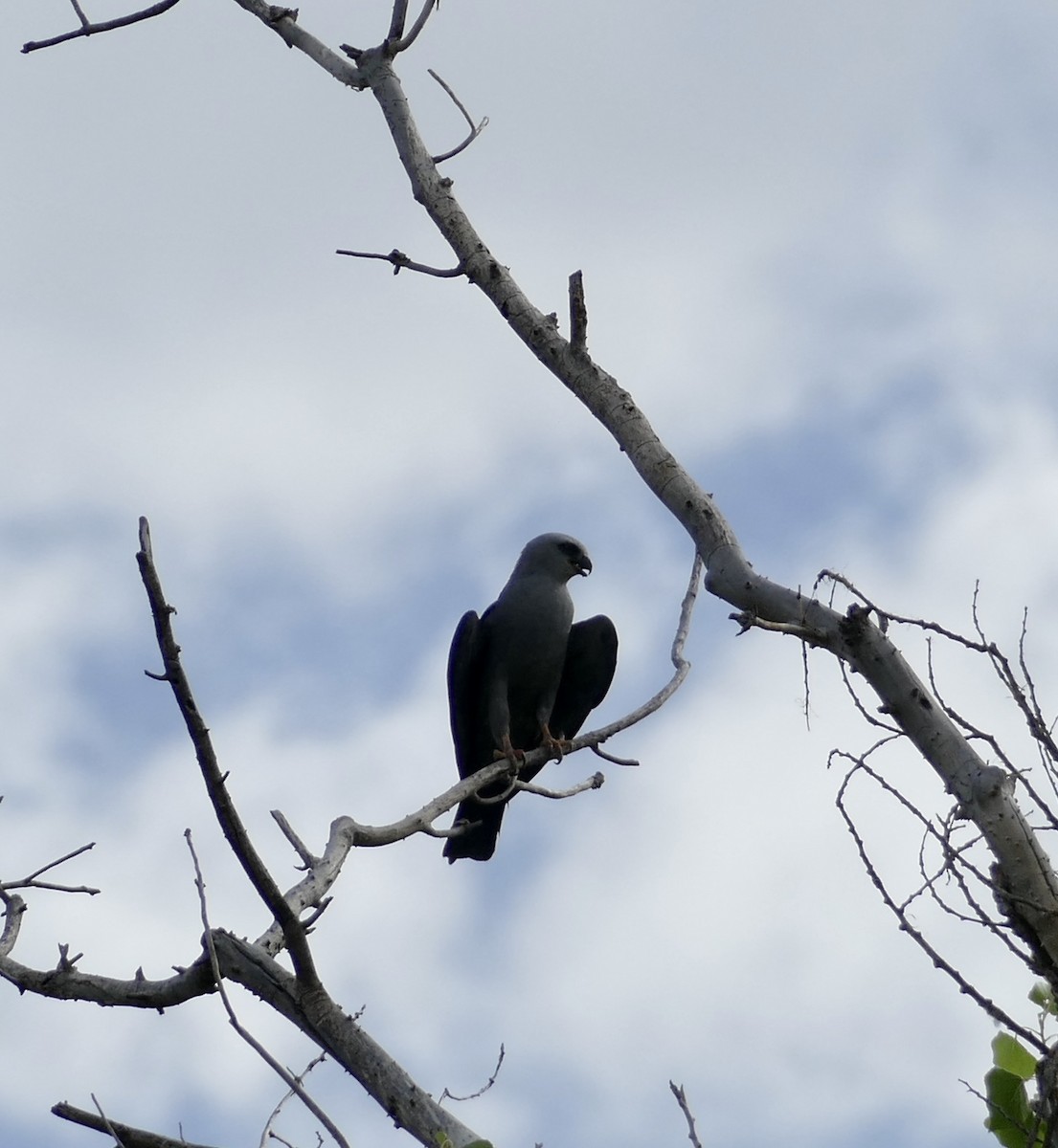 Mississippi Kite - ML602225741