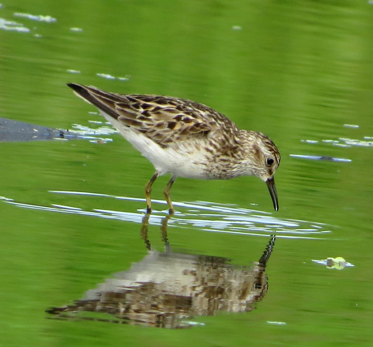 Least Sandpiper - ML602225831