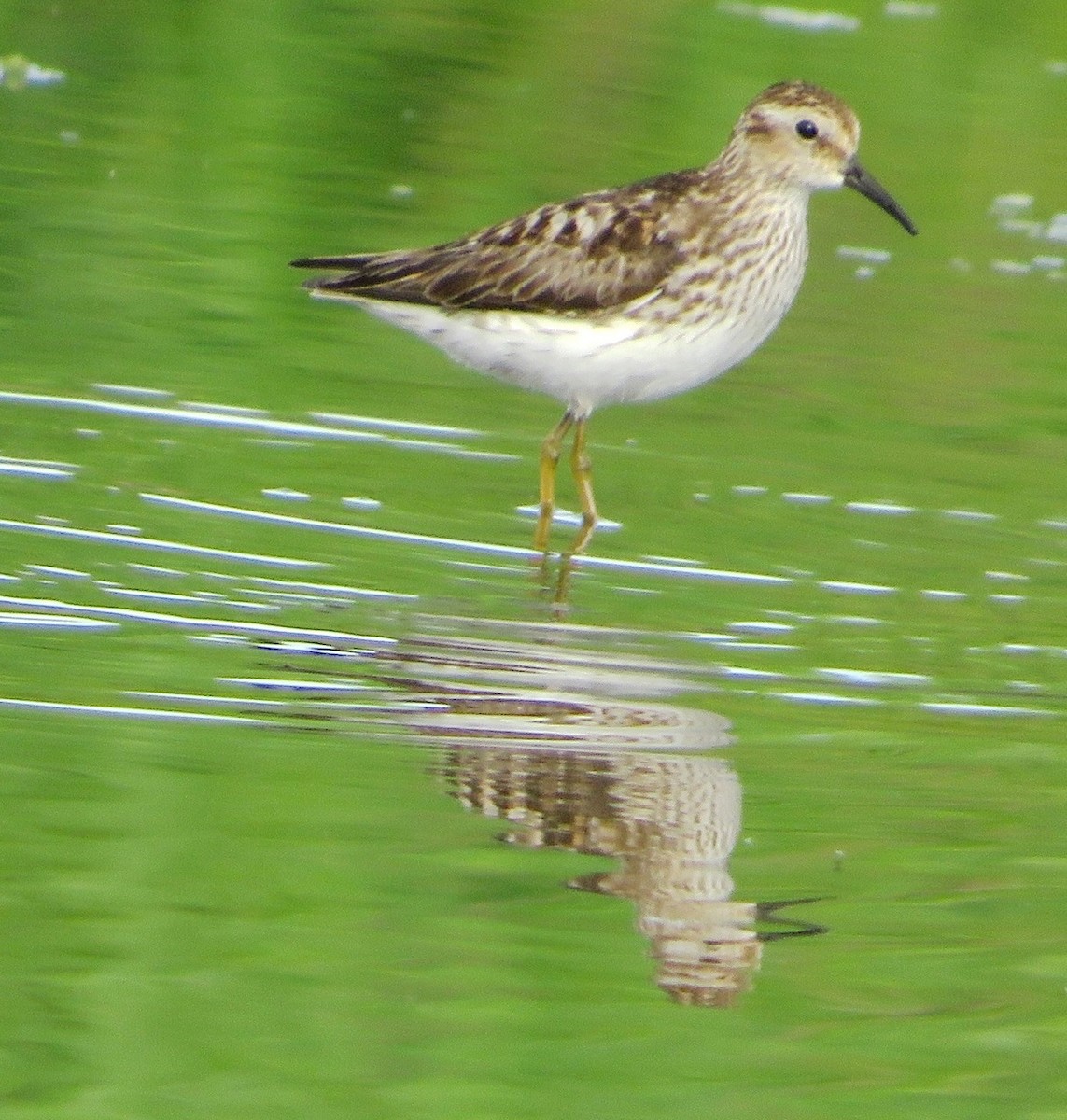 Least Sandpiper - ML602225841