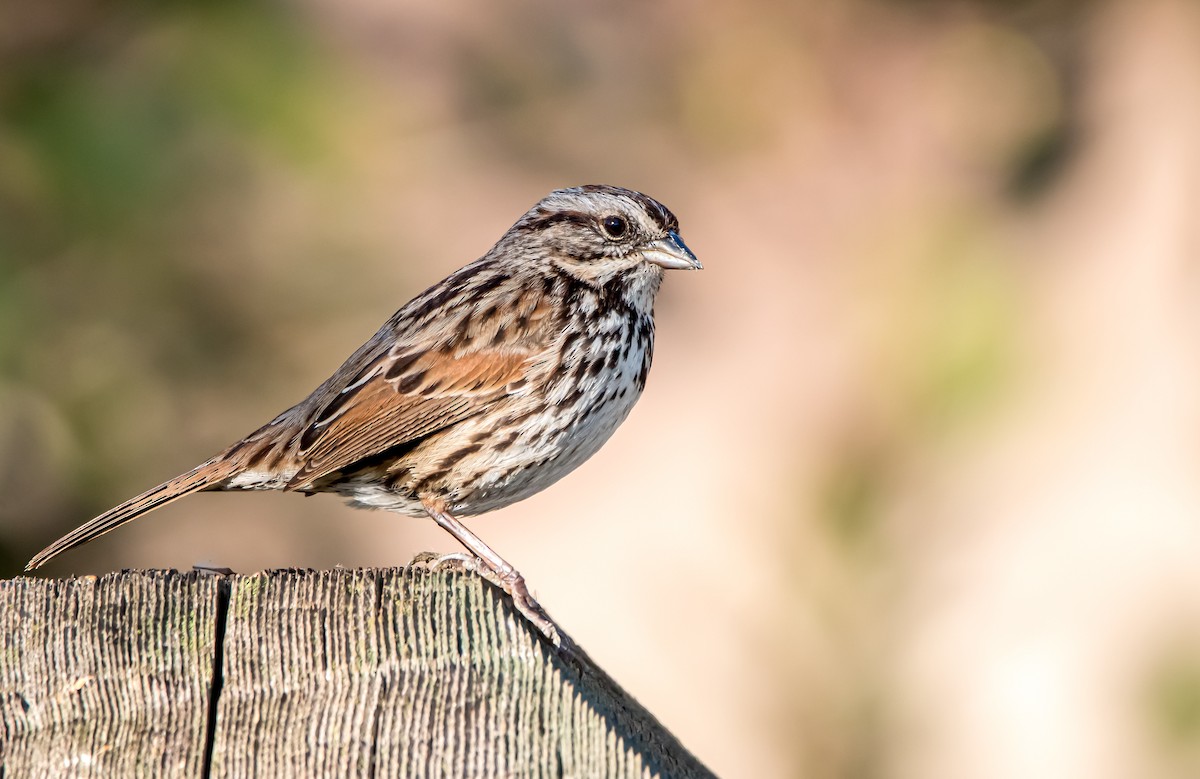 Song Sparrow - ML602227641