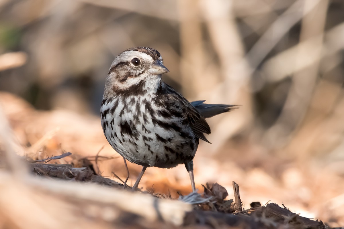 Song Sparrow - ML602227651