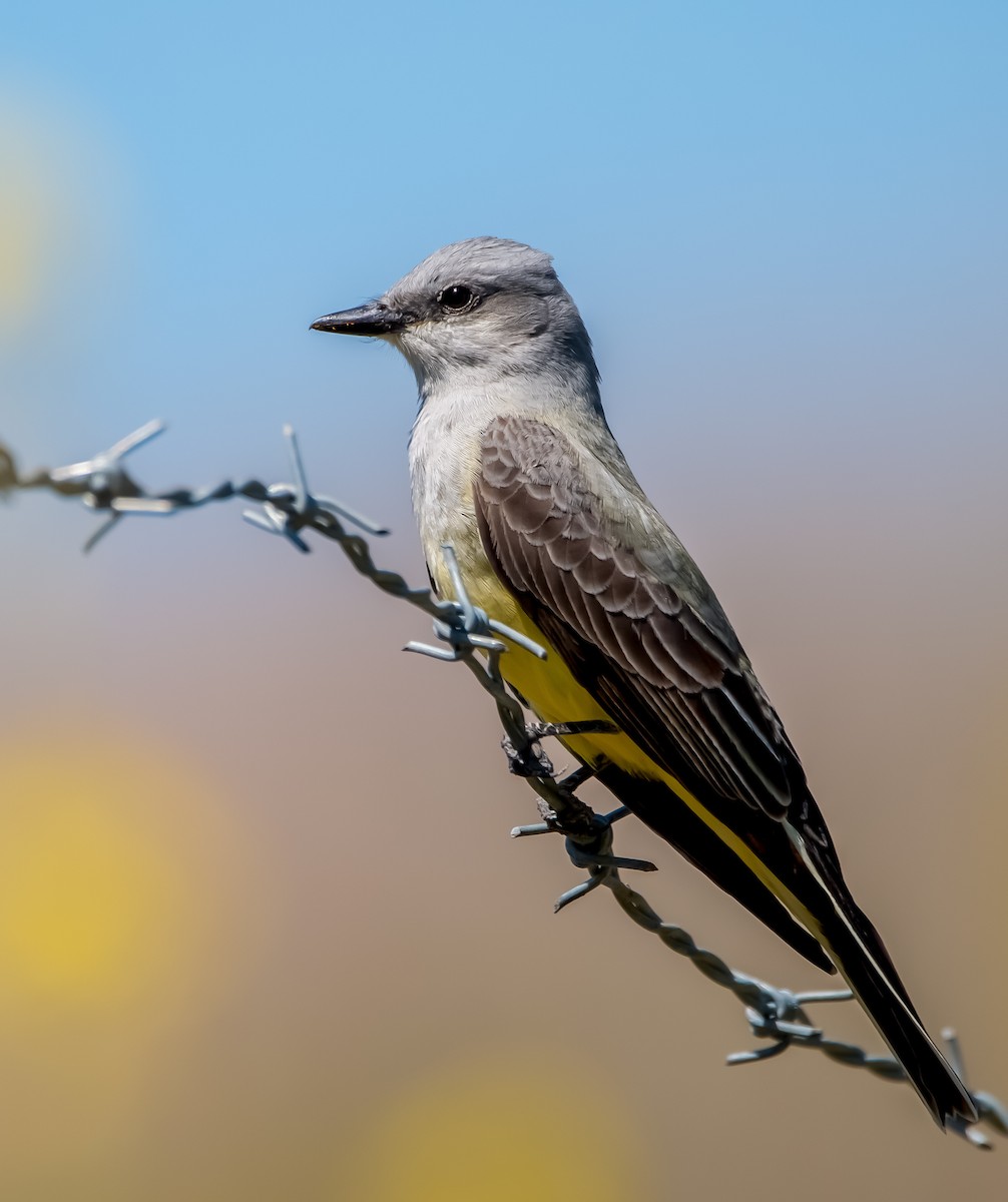 Western Kingbird - Braxton Landsman