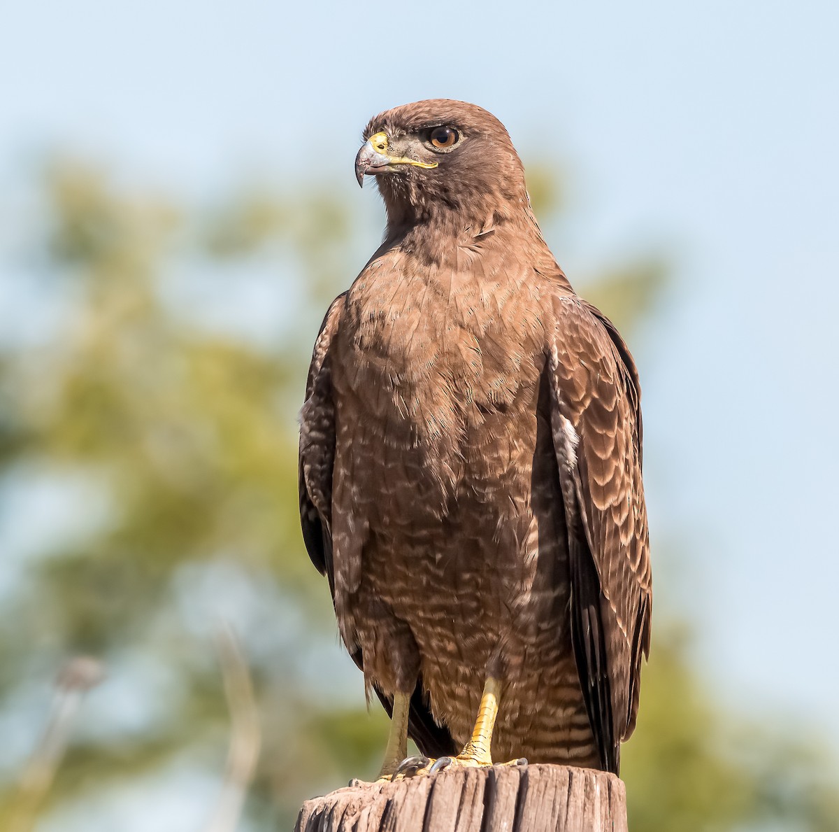 Red-tailed Hawk - Braxton Landsman
