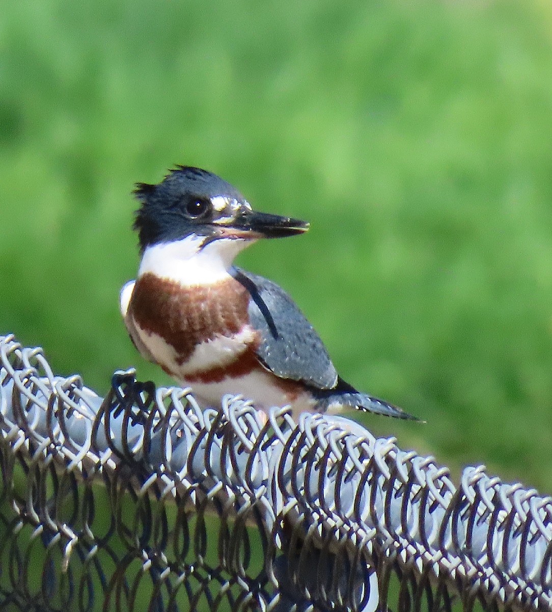 Belted Kingfisher - Bonnie Roemer