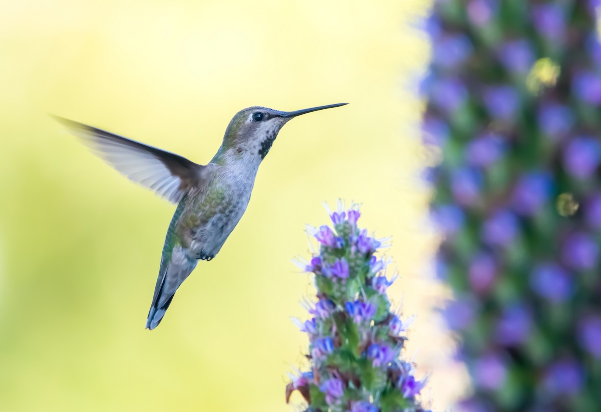 Colibri d'Anna - ML602229231
