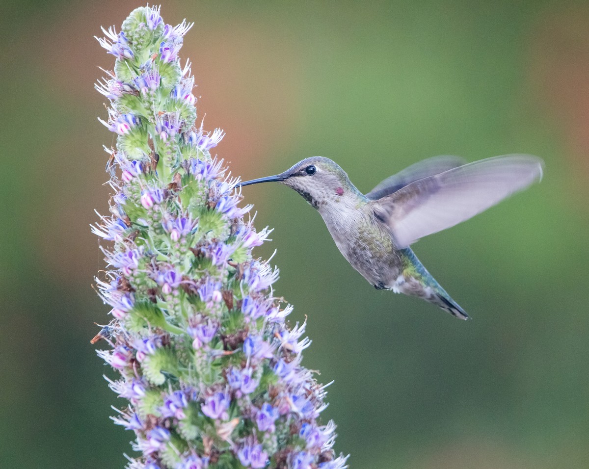 Colibri d'Anna - ML602229241