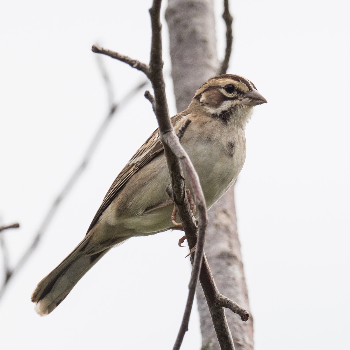 Lark Sparrow - ML602229381