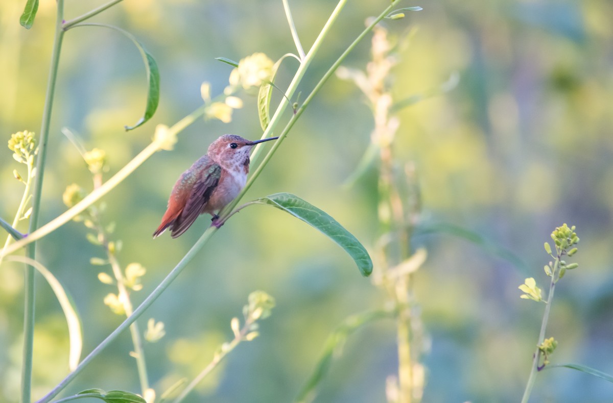 Colibri roux ou C. d'Allen - ML602230091